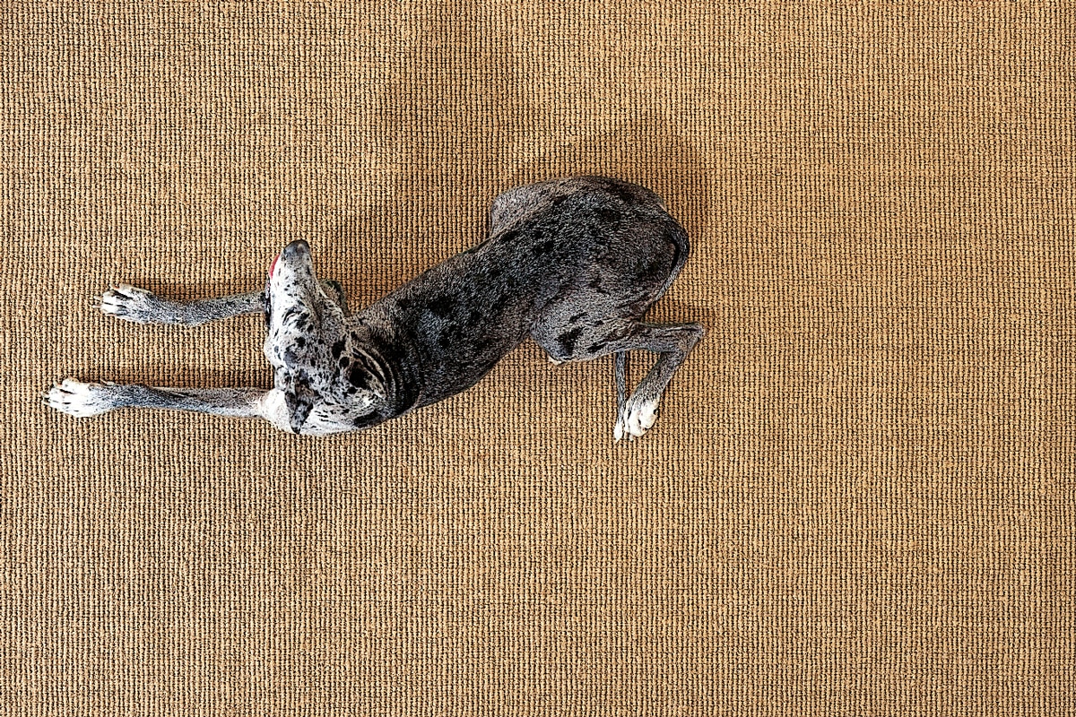 design rugs - coconutrug collection